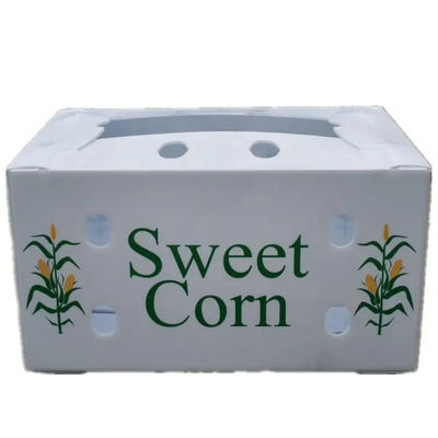 Polypropylene Plastic Corrugated Fruits Vegetables Box Corn Asparagus Boxes for Packing