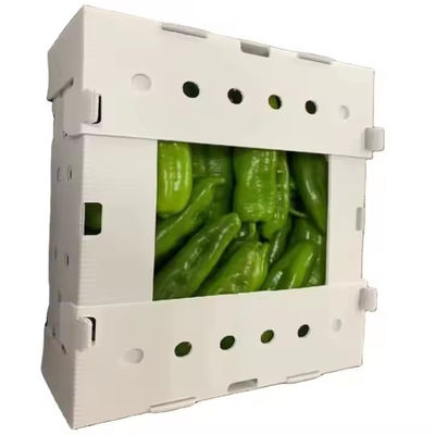 Folding Fluted Polypropylene Plastic Fresh Okra Box for Packing Storage