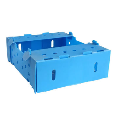 Folding Fluted Polypropylene Plastic Fresh Okra Box for Packing Storage