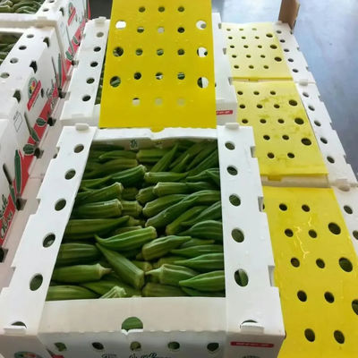 Foldable Corrugated Polypropylene Plastic Fresh Okra Packing Box