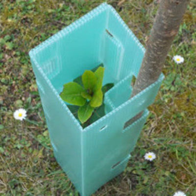 UV Resistance Corflute Vine Guards for Plant Protection Guard